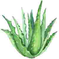 एलोविरा (ALOEVERA)
