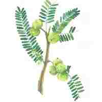 आंवला (AONLA )