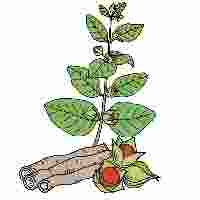 अश्वगंधा (ASHWAGANDHA )