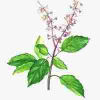 तुलसी (BASIL)