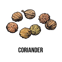 CORIANDER (DHANIYA)