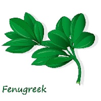 FENUGREEK (METHI)