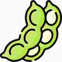 BEANS - HARICOT