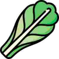 LETTUCE ROMAINE GREEN
