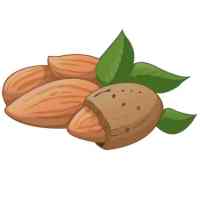 ALMOND