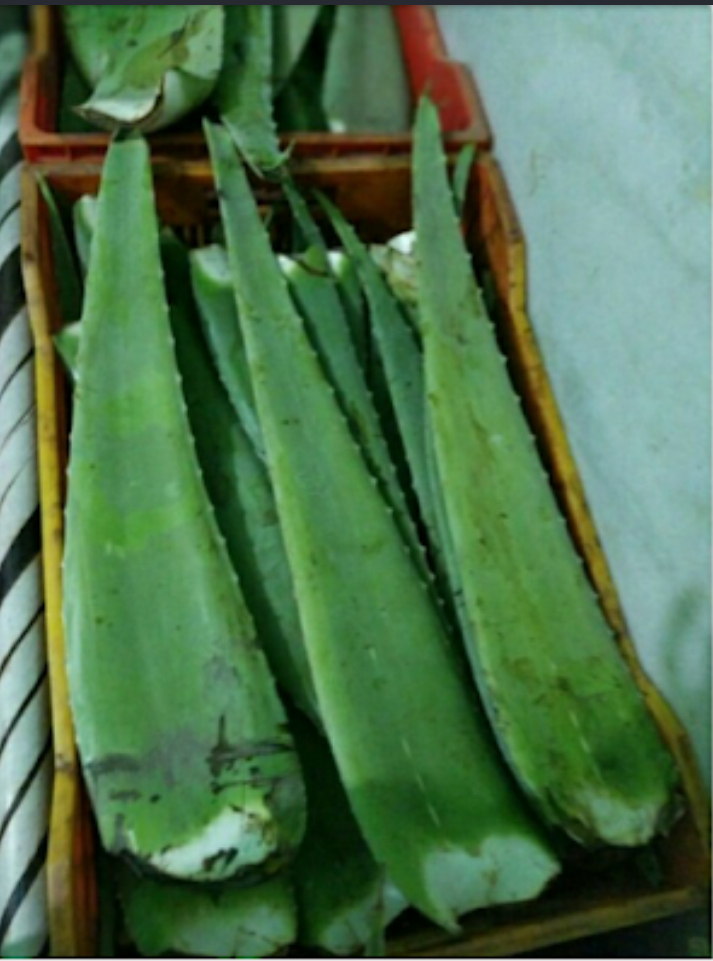 Aloe vera leave baby plant aloe vera pulp aloe vera gel