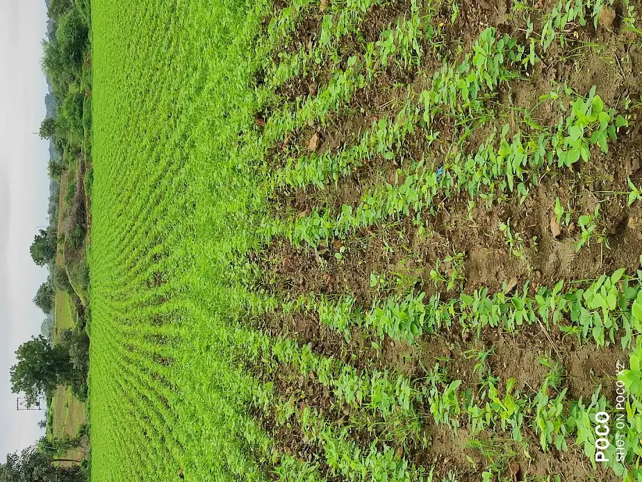 Soyabean