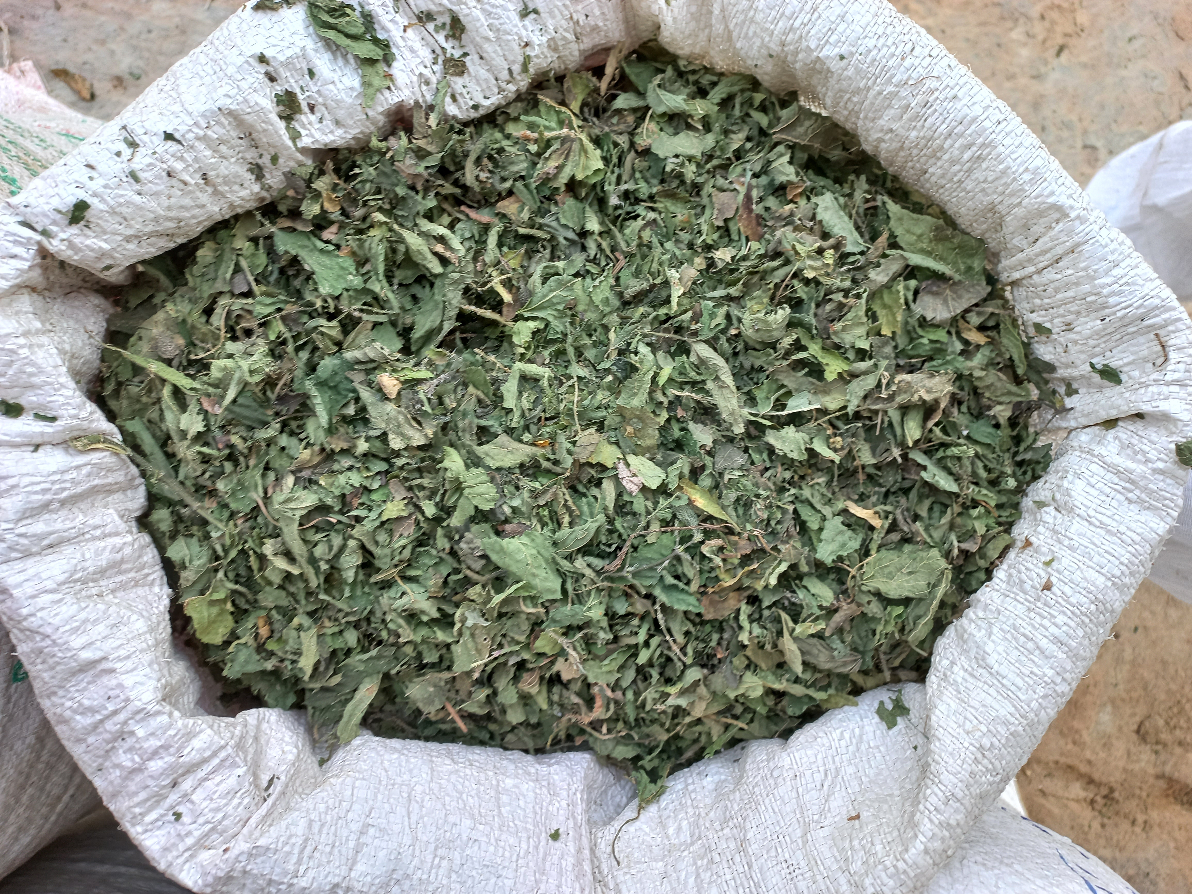 Nettle leaves tea