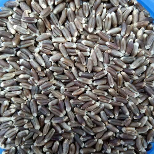 Black Wheat