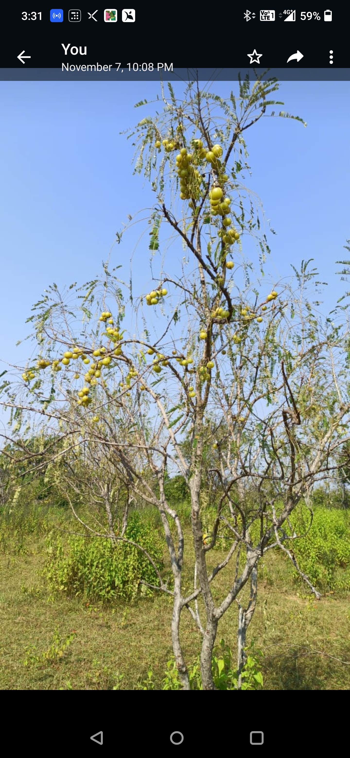fruit