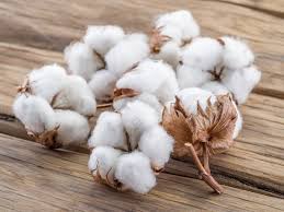 cotton