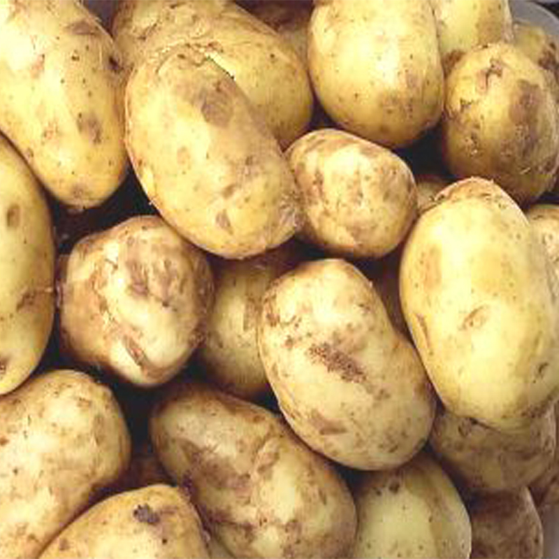 Potato 
