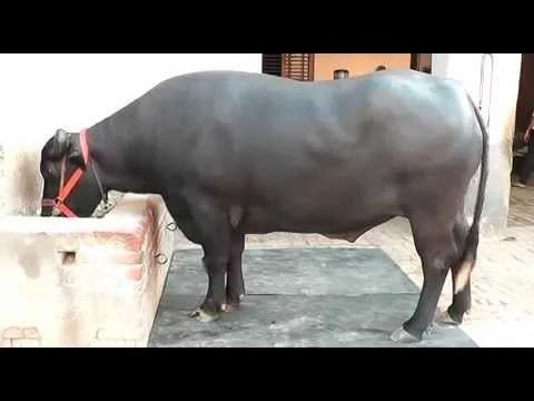 Raju