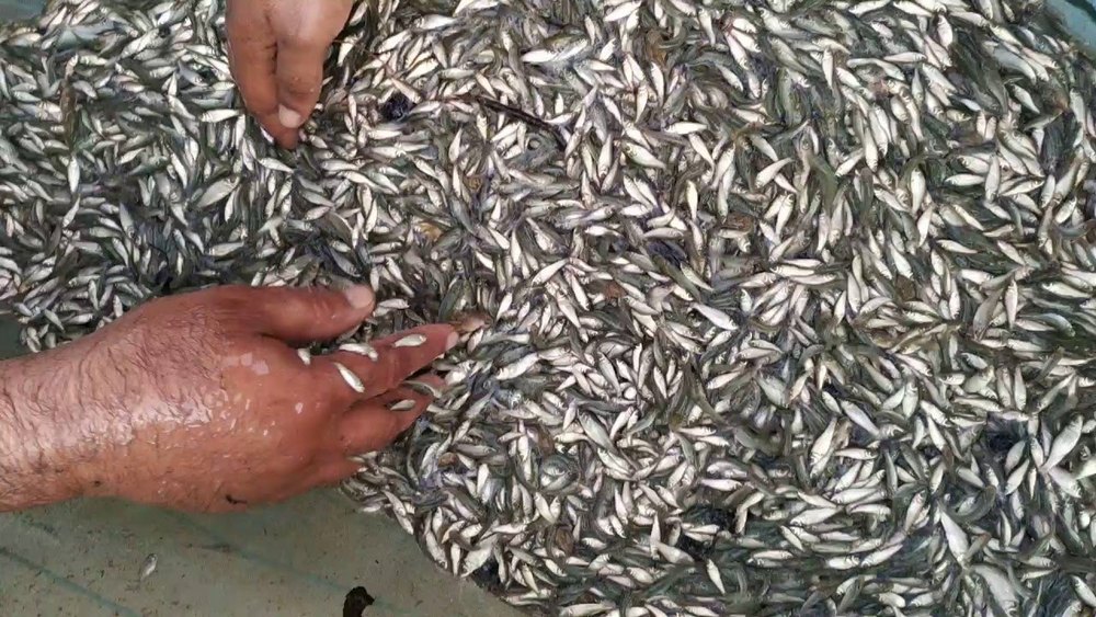 Seeds