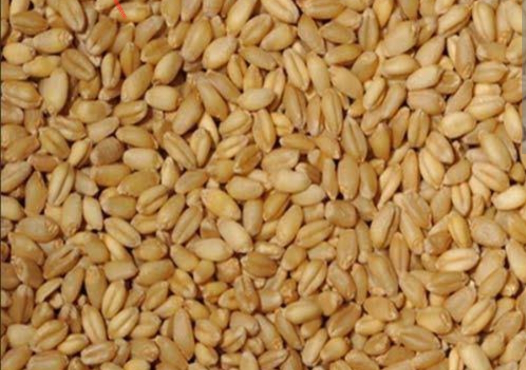 wheat