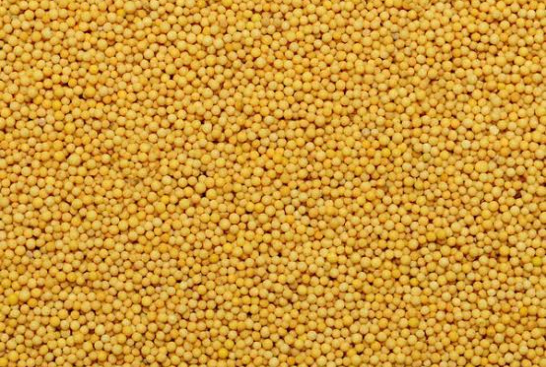 mustard 