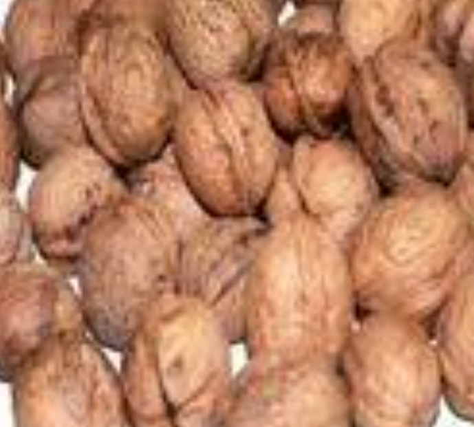 Walnut