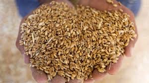Wheat 306