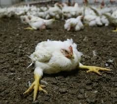 Broiler