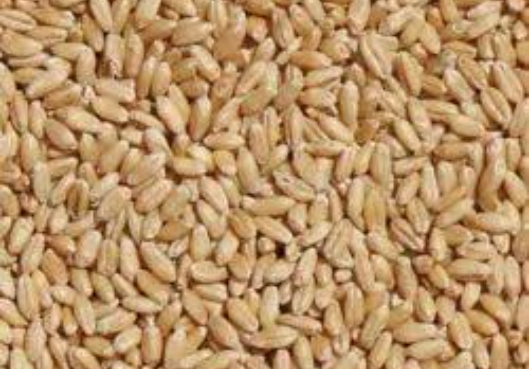 wheat