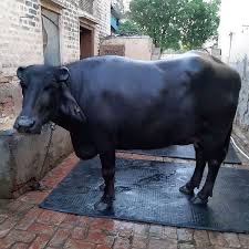 Murrha