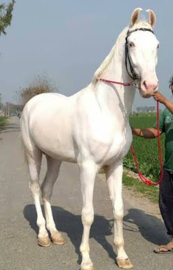 rajja