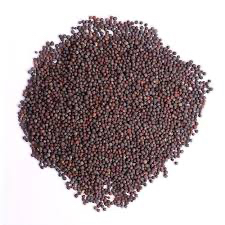 Sarso, Mustard
