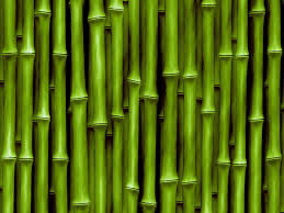 Bamboo