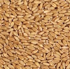 306 Wheat