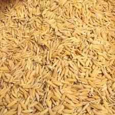 Rice 1121