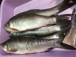 Catla