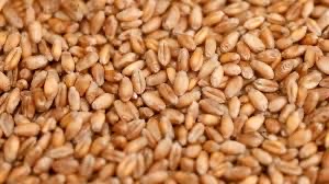 Wheat