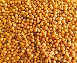 yellow Mustard 