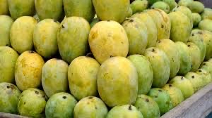 Tota Mango