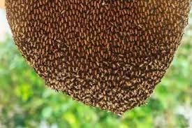 Multi floura Honey