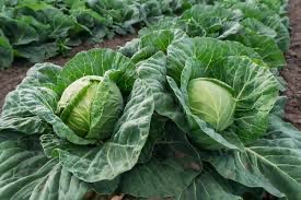 Cabbage Green 
