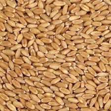 wheat
