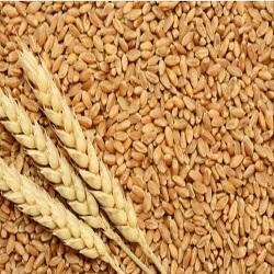 wheat 306