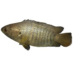 Fish