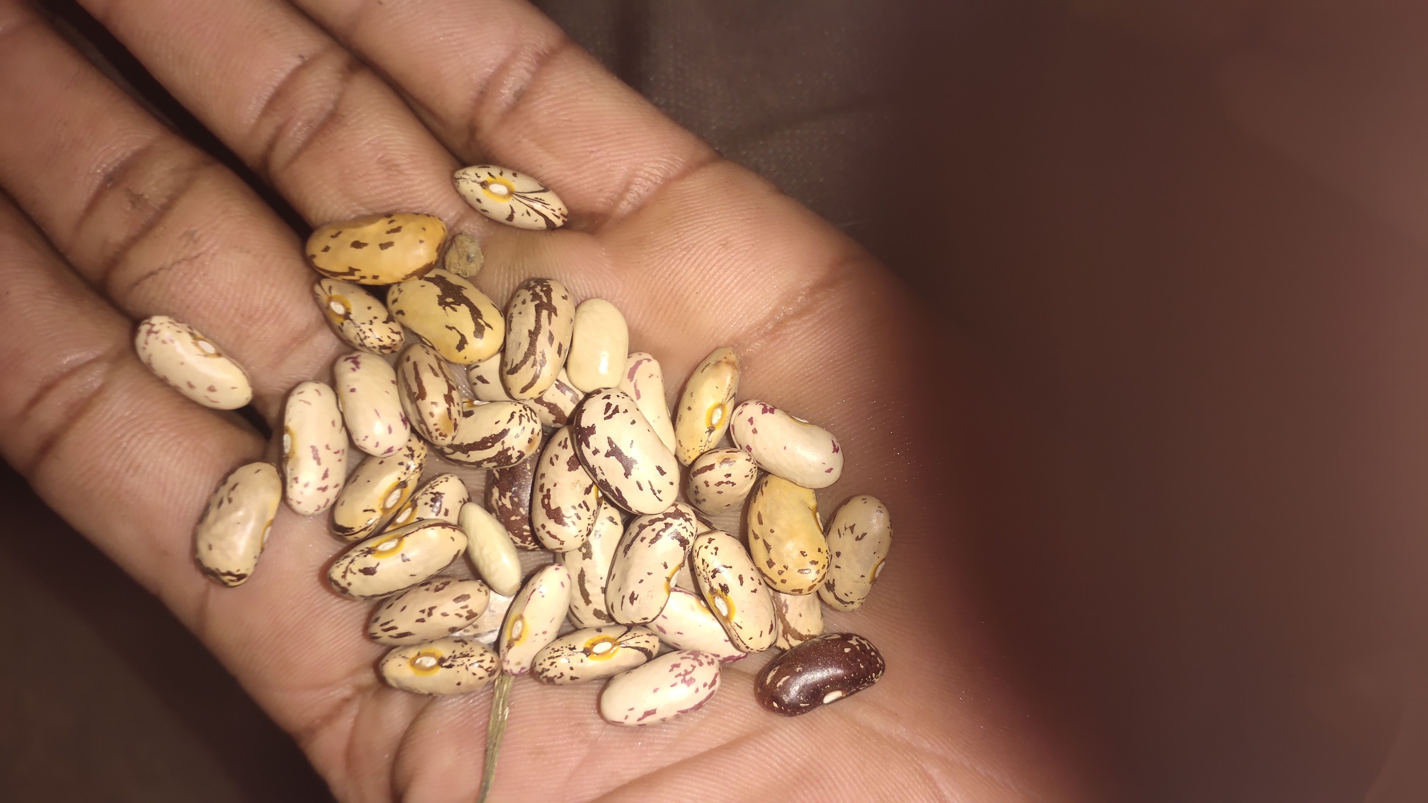 Rajma