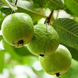 guava