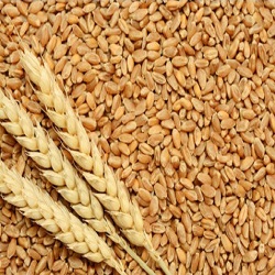 wheat 