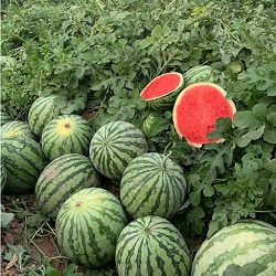 watermelon 