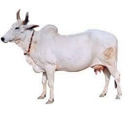 COW FOR SELL