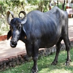 BUFFALO -  DESI