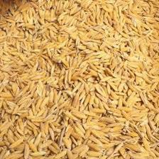 rice1121