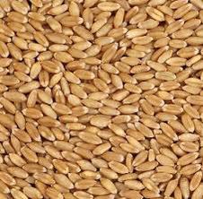 wheat 306