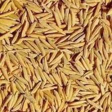 rice 1121