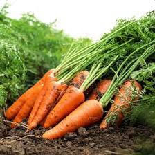 carrot 