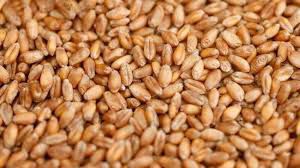 wheat 